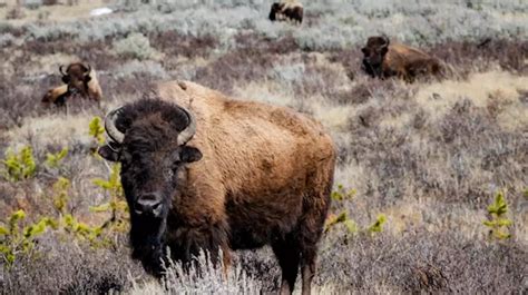 Loss of bison herds still affecting Plains First Nations, research suggests